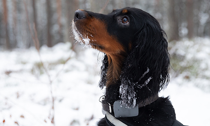 Hund med Mitt Spor-brikke